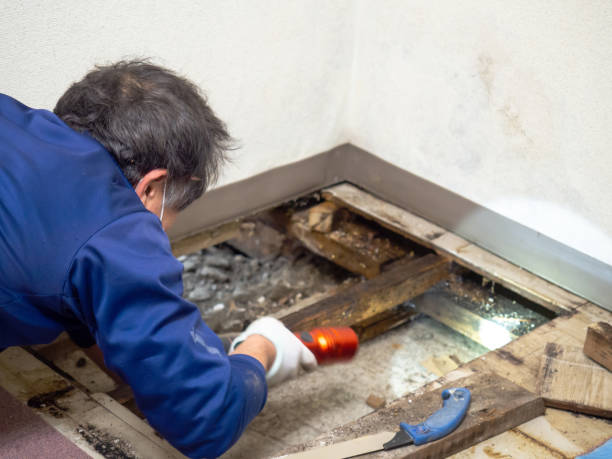 Best Industrial Mold Remediation in Three Rivers, MI