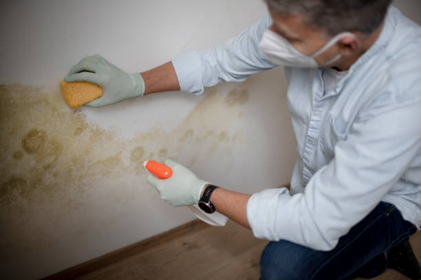 Best Insurance-Related Mold Remediation in Three Rivers, MI