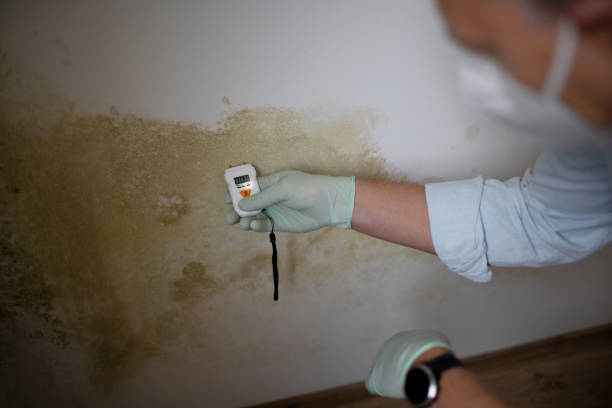 Best DIY Mold Remediation Support Services in Three Rivers, MI