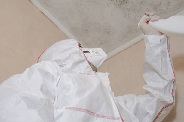 Best Residential Mold Remediation in Three Rivers, MI