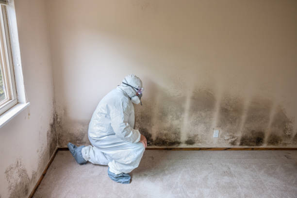 Best HVAC Mold Remediation in Three Rivers, MI