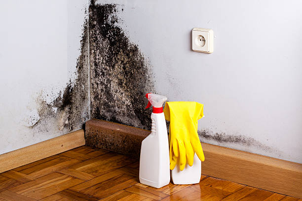 Best Black Mold Remediation in Three Rivers, MI